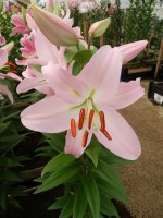 [4313 Pink News GA No02.JPG]